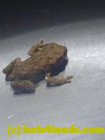 /home//u458753944/public_html/sourcegallery//////////////////////////////////////Roxborough Toad Detour/2013-2019/2013/2013-05-31/P1120609.JPG